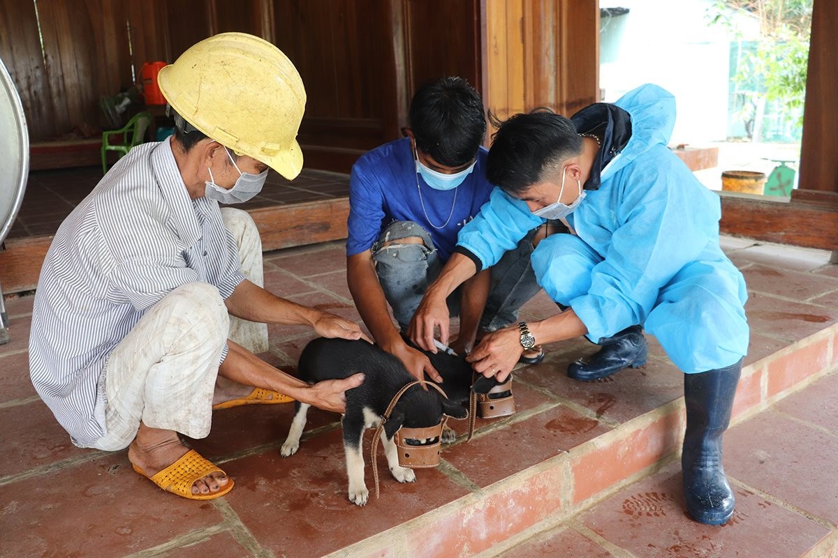 Bình Thuận ghi nhận một ca tử vong nghi do chó dại cắn